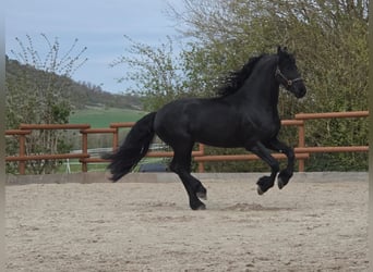 Frisone / Frisone Occidentale, Stallone, 5 Anni, 163 cm, Morello