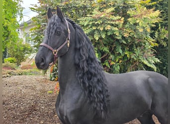 Frisone / Frisone Occidentale, Stallone, 5 Anni, 163 cm, Morello