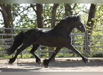 Frisone / Frisone Occidentale, Stallone, 5 Anni, 163 cm, Morello