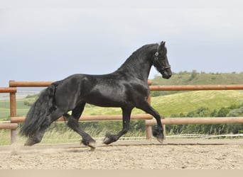 Frisone / Frisone Occidentale, Stallone, 5 Anni, 168 cm