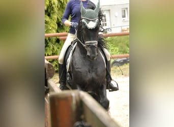 Frisone / Frisone Occidentale, Stallone, 5 Anni, 168 cm