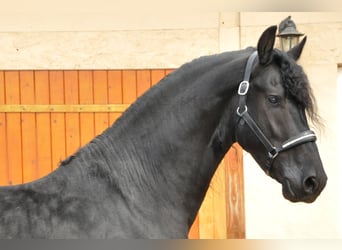 Frisone / Frisone Occidentale, Stallone, 5 Anni, 168 cm, Morello