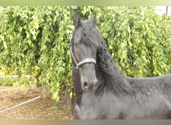 Frisone / Frisone Occidentale, Stallone, 5 Anni, 168 cm, Morello