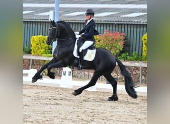 Frisone / Frisone Occidentale, Stallone, 6 Anni, 165 cm