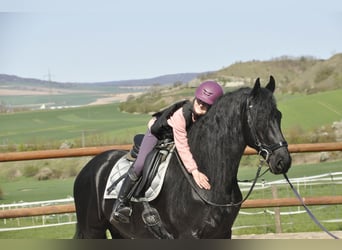 Frisone / Frisone Occidentale, Stallone, 6 Anni, 165 cm, Morello