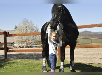 Frisone / Frisone Occidentale, Stallone, 6 Anni, 165 cm, Morello