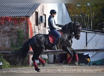 Frisone / Frisone Occidentale, Stallone, 7 Anni, 163 cm, Morello