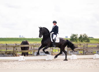 Frisone / Frisone Occidentale, Stallone, 7 Anni, 165 cm, Morello