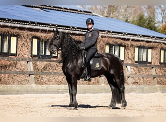 Frisone / Frisone Occidentale, Stallone, 7 Anni, 165 cm, Morello