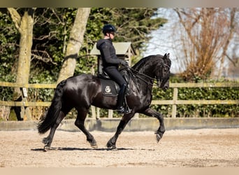 Frisone / Frisone Occidentale, Stallone, 7 Anni, 165 cm, Morello
