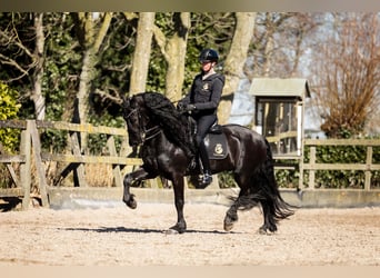 Frisone / Frisone Occidentale, Stallone, 7 Anni, 165 cm, Morello