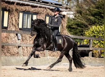 Frisone / Frisone Occidentale, Stallone, 7 Anni, 165 cm, Morello