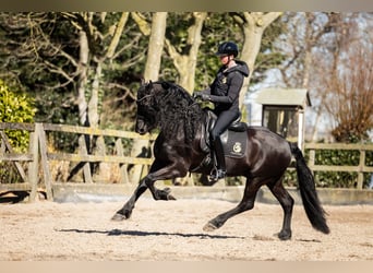 Frisone / Frisone Occidentale, Stallone, 7 Anni, 165 cm, Morello
