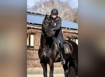 Frisone / Frisone Occidentale, Stallone, 7 Anni, 165 cm, Morello