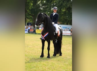 Frisone / Frisone Occidentale, Stallone, 7 Anni, 170 cm, Morello