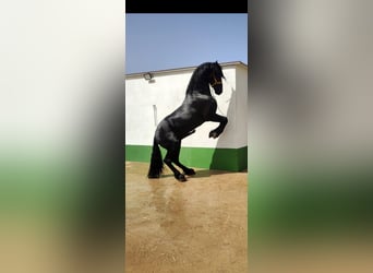 Frisone / Frisone Occidentale, Stallone, 7 Anni, 171 cm, Morello