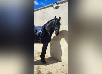 Frisone / Frisone Occidentale, Stallone, 7 Anni, 171 cm, Morello