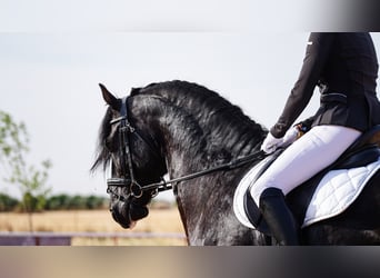 Frisone / Frisone Occidentale, Stallone, 7 Anni, 171 cm, Morello
