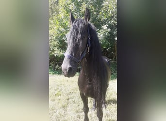 Frisone / Frisone Occidentale, Stallone, 7 Anni, 172 cm, Morello