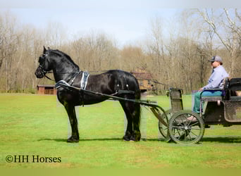 Frisone / Frisone Occidentale, Stallone, 8 Anni, 157 cm, Morello