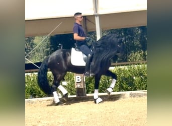 Frisone / Frisone Occidentale, Stallone, 8 Anni, 163 cm, Morello