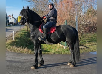 Frisone / Frisone Occidentale, Stallone, 8 Anni, 168 cm, Morello