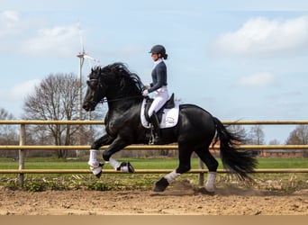 Frisone / Frisone Occidentale, Stallone, 9 Anni, 170 cm, Morello