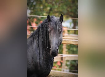 Frisone / Frisone Occidentale, Stallone, 13 Anni, 161 cm, Morello