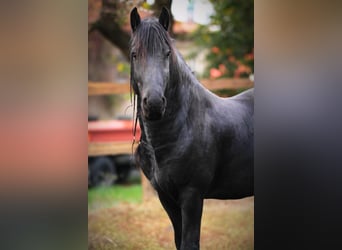 Frisone / Frisone Occidentale, Stallone, 13 Anni, 161 cm, Morello