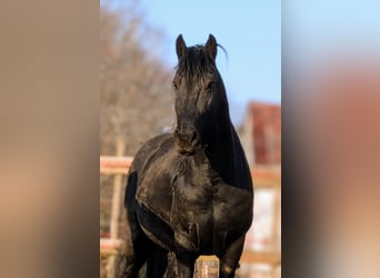 Frisone / Frisone Occidentale, Stallone, 13 Anni, 161 cm, Morello