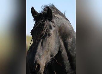 Frisone / Frisone Occidentale, Stallone, 13 Anni, 161 cm, Morello