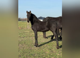 Frisone / Frisone Occidentale, Stallone, Puledri (01/2025), 120 cm, Morello