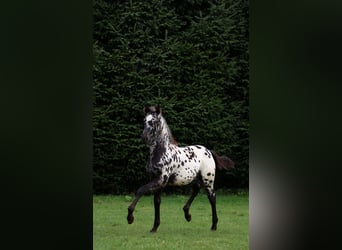 Frisone / Frisone Occidentale, Stallone, Puledri (06/2026), 158 cm, Leopard