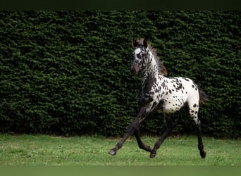 Frisone / Frisone Occidentale, Stallone, Puledri (06/2026), 158 cm, Leopard