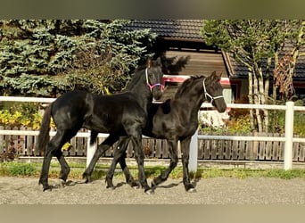 Frisone / Frisone Occidentale, Stallone, Puledri (05/2026), 167 cm, Morello