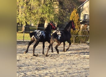 Frisone / Frisone Occidentale, Stallone, Puledri (05/2025), Leopard