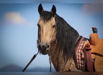 Frisones Mestizo, Caballo castrado, 10 años, 147 cm, Buckskin/Bayo