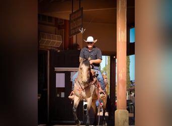 Frisones Mestizo, Caballo castrado, 10 años, 147 cm, Buckskin/Bayo