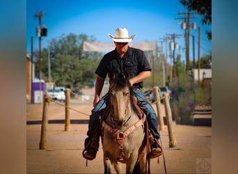 Frisones Mestizo, Caballo castrado, 10 años, 147 cm, Buckskin/Bayo