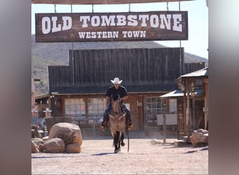 Frisones Mestizo, Caballo castrado, 10 años, 147 cm, Buckskin/Bayo