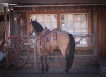 Frisones Mestizo, Caballo castrado, 10 años, 147 cm, Buckskin/Bayo