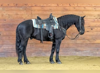 Frisones Mestizo, Caballo castrado, 10 años, 155 cm