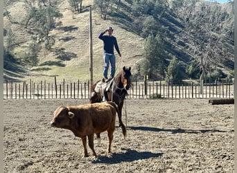 Frisones, Caballo castrado, 10 años, 155 cm, Castaño rojizo