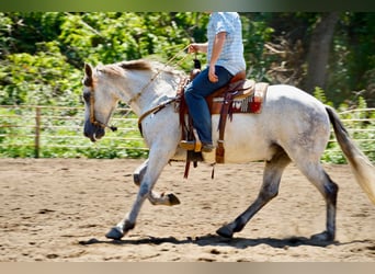 Frisones Mestizo, Caballo castrado, 10 años, 160 cm, Tordo