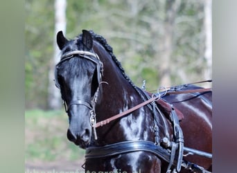 Frisones, Caballo castrado, 10 años, 162 cm, Negro