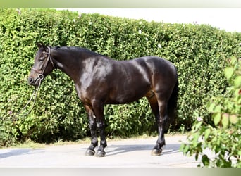 Frisones Mestizo, Caballo castrado, 10 años, 163 cm, Castaño rojizo