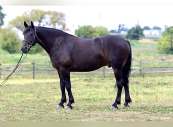 Frisones Mestizo, Caballo castrado, 10 años, 163 cm, Castaño rojizo