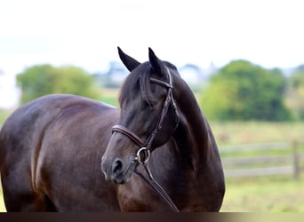 Frisones Mestizo, Caballo castrado, 10 años, 163 cm, Castaño rojizo