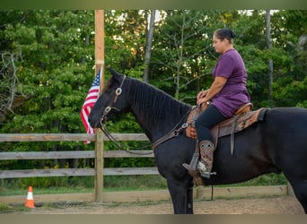 Frisones Mestizo, Caballo castrado, 10 años, 163 cm, Negro