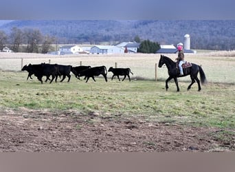 Frisones, Caballo castrado, 10 años, 163 cm, Negro
